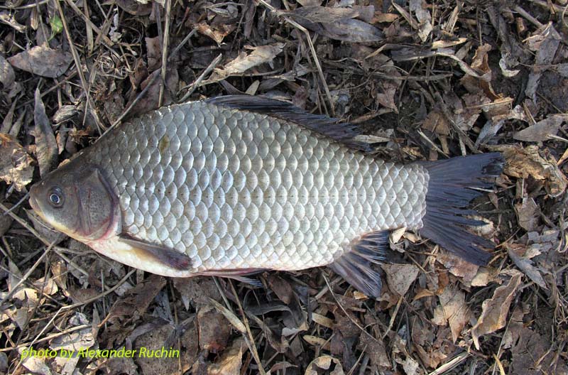 Карась серебряный Carassius auratus (Linnaeus, 1758)