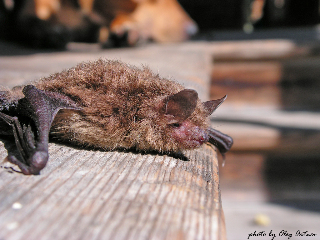 Ночница водяная Myotis daubentonii Kuhl, 1817