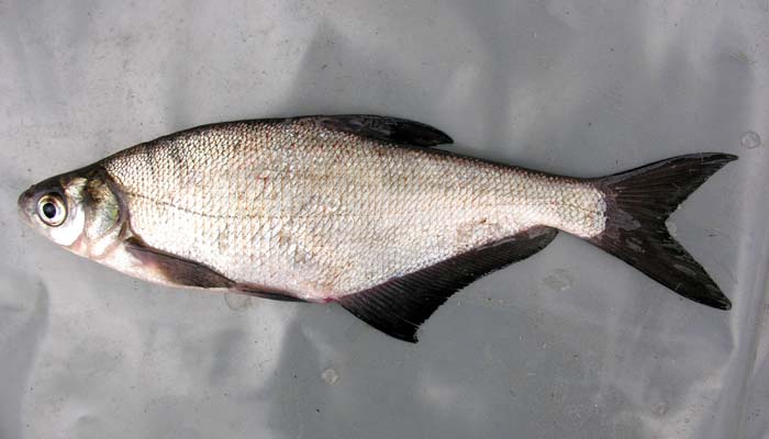 Синец Abramis ballerus (Linnaeus, 1758)