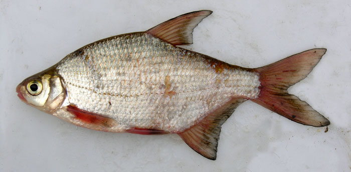 Густера Blicca bjoerkna (Linnaeus, 1758)