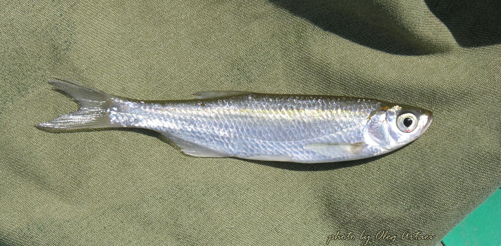 Уклейка Alburnus alburnus (Linnaeus, 1758)