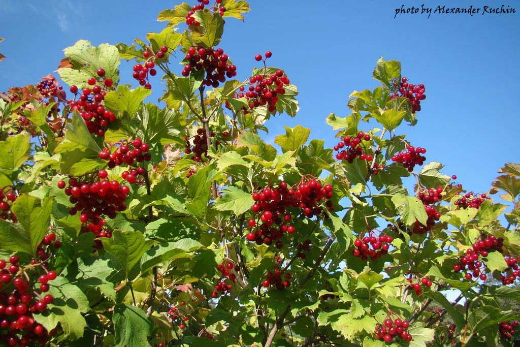 Калина обыкновенная (Viburnum opulus L.)
