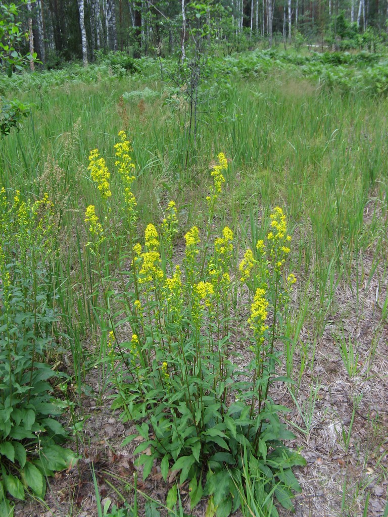 Золотарник обыкновенный, или золотая розга Solidago virgaurea L. 