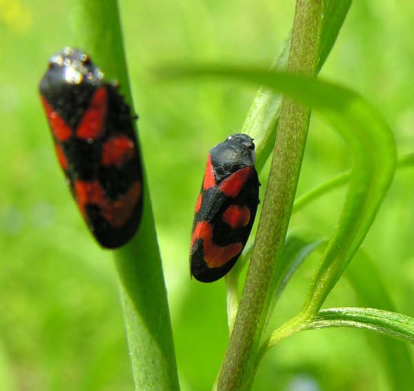 Церкопис перевязанный Cercopis vulnerata