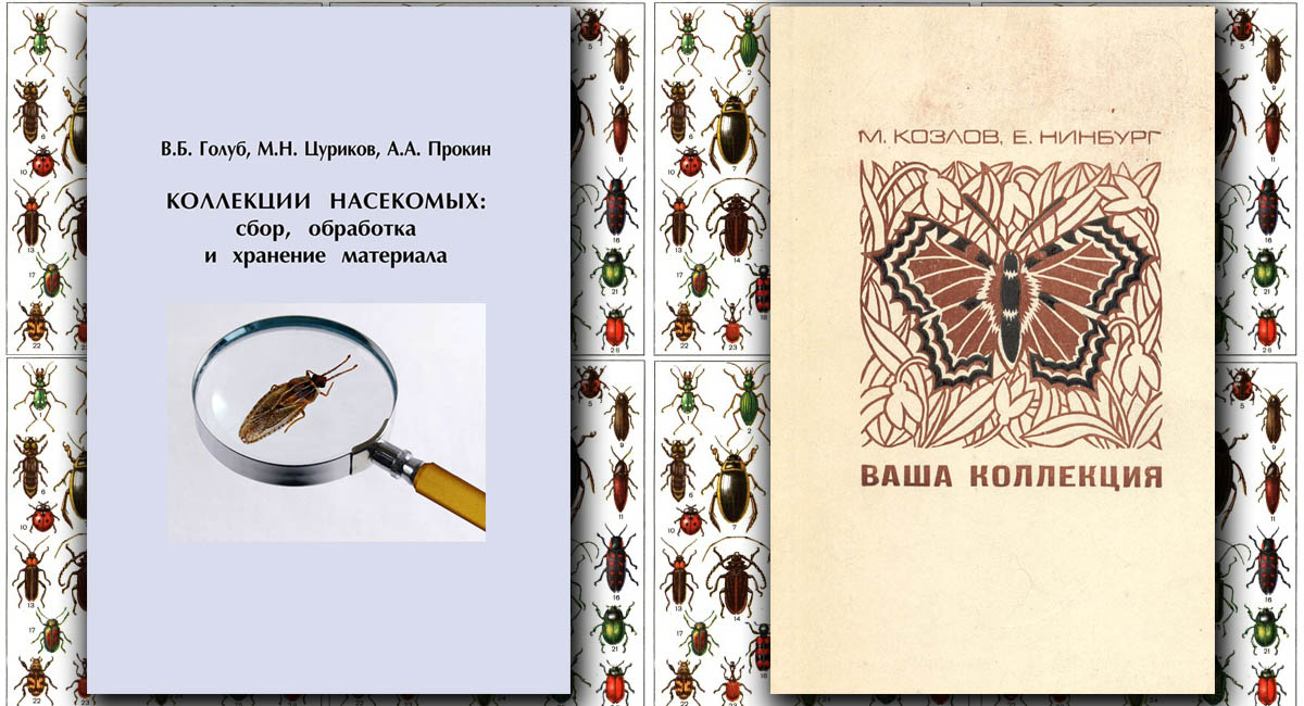 Коллекции насекомых: сбор, обработка и хранение материала