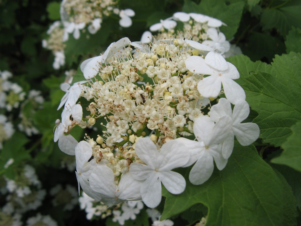 Калина обыкновенная (Viburnum opulus L.)