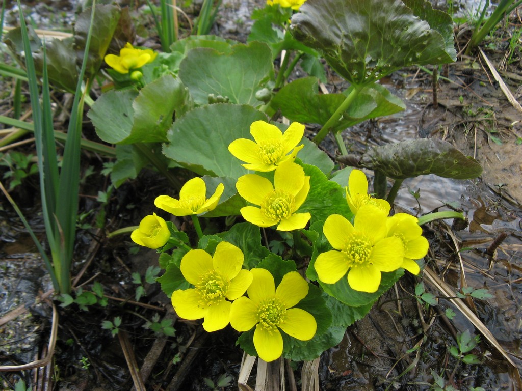 Калужница болотная (Caltha palustris L.)