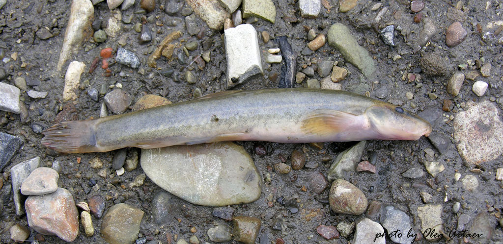 Голец усатый Barbatula barbatula (Linnaeus, 1758)