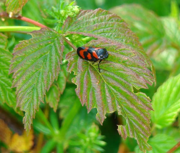 Церкопис перевязанный Cercopis vulnerata