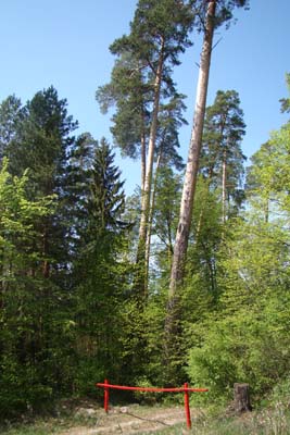 Ботанический памятник природы "Емашевская дача"
