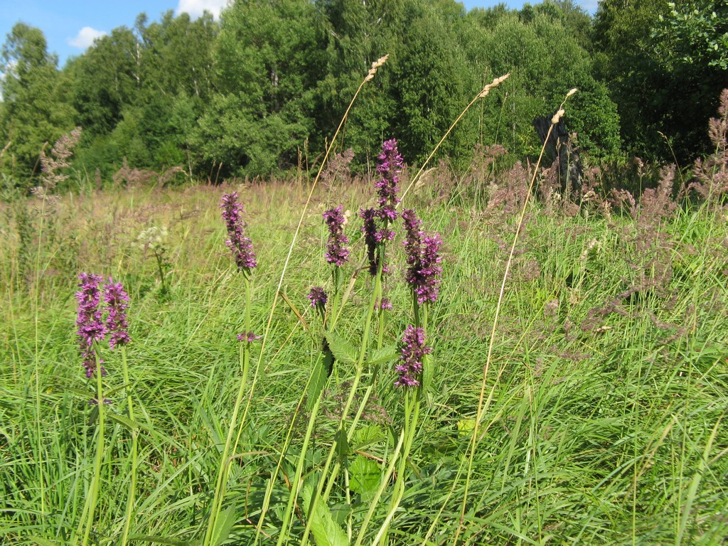 Буквица лекарственная (Betonica officinalis L.)