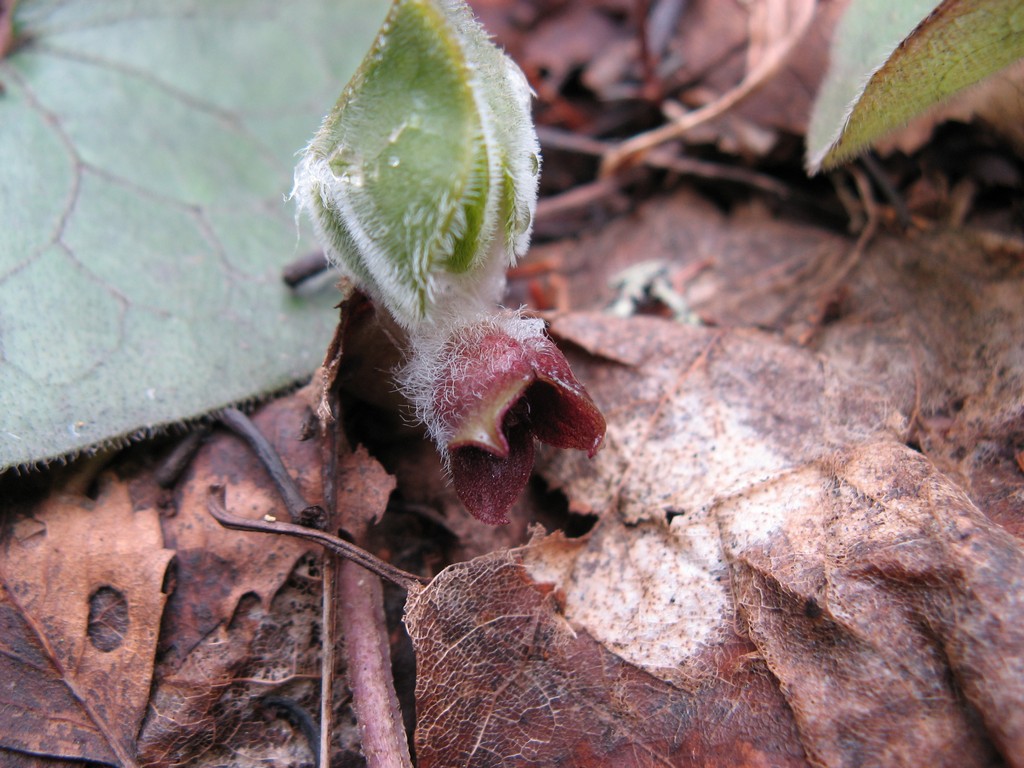 Копытень европейский Asarum europaeum