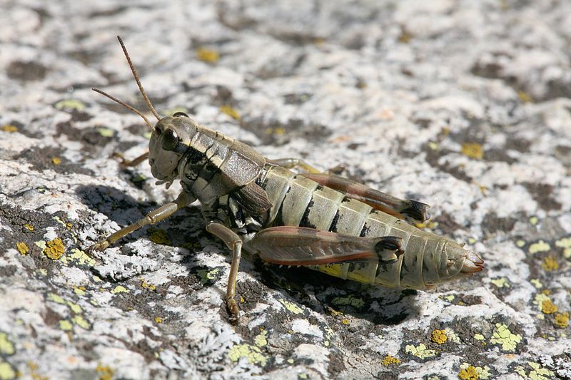 Podisma pedestris (Linnaeus, 1758)