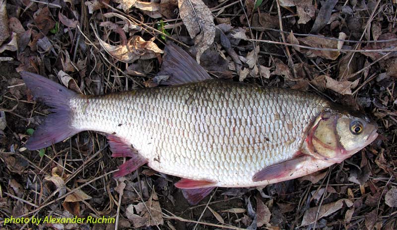 Язь Leuciscus idus (Linnaeus, 1758)