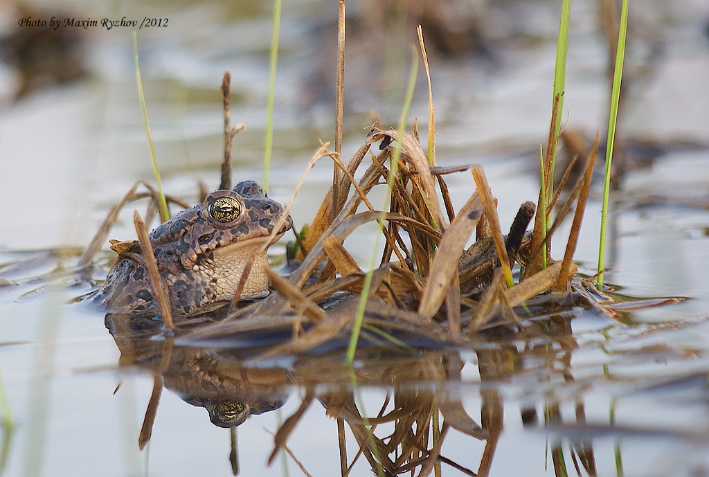 Зеленая жаба Bufo viridis Laurenti, 1768 Зеленая жаба Bufo viridis Laurenti, 1768