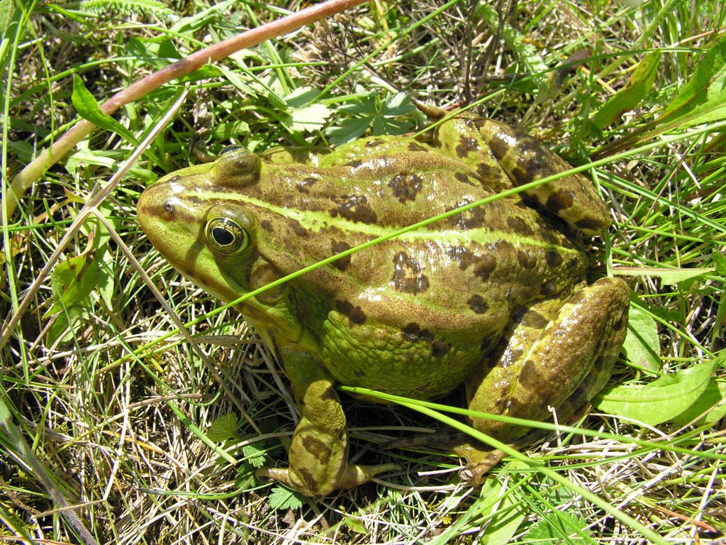 Съедобная лягушка Rana esculenta Linnaeus, 1758 