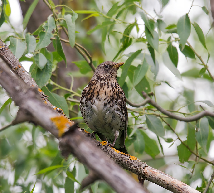 Дрозд-рябинник (Turdus pilaris)