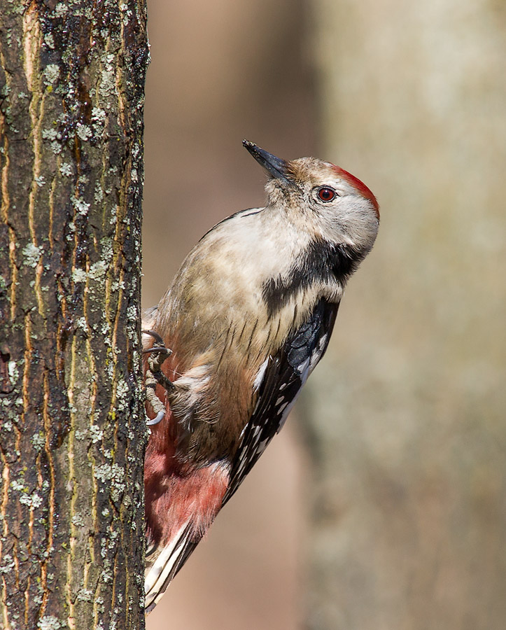 Средний пестрой дятел (Dendrocopos medius)
