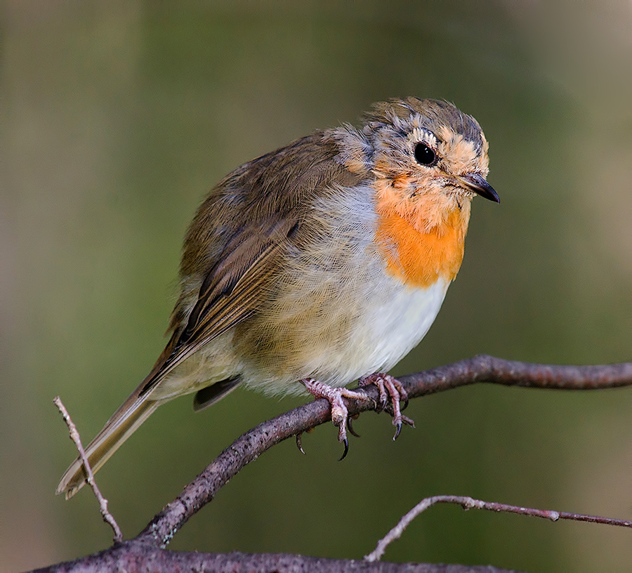 Зарянка или малиновка (Erithacus rubecula)