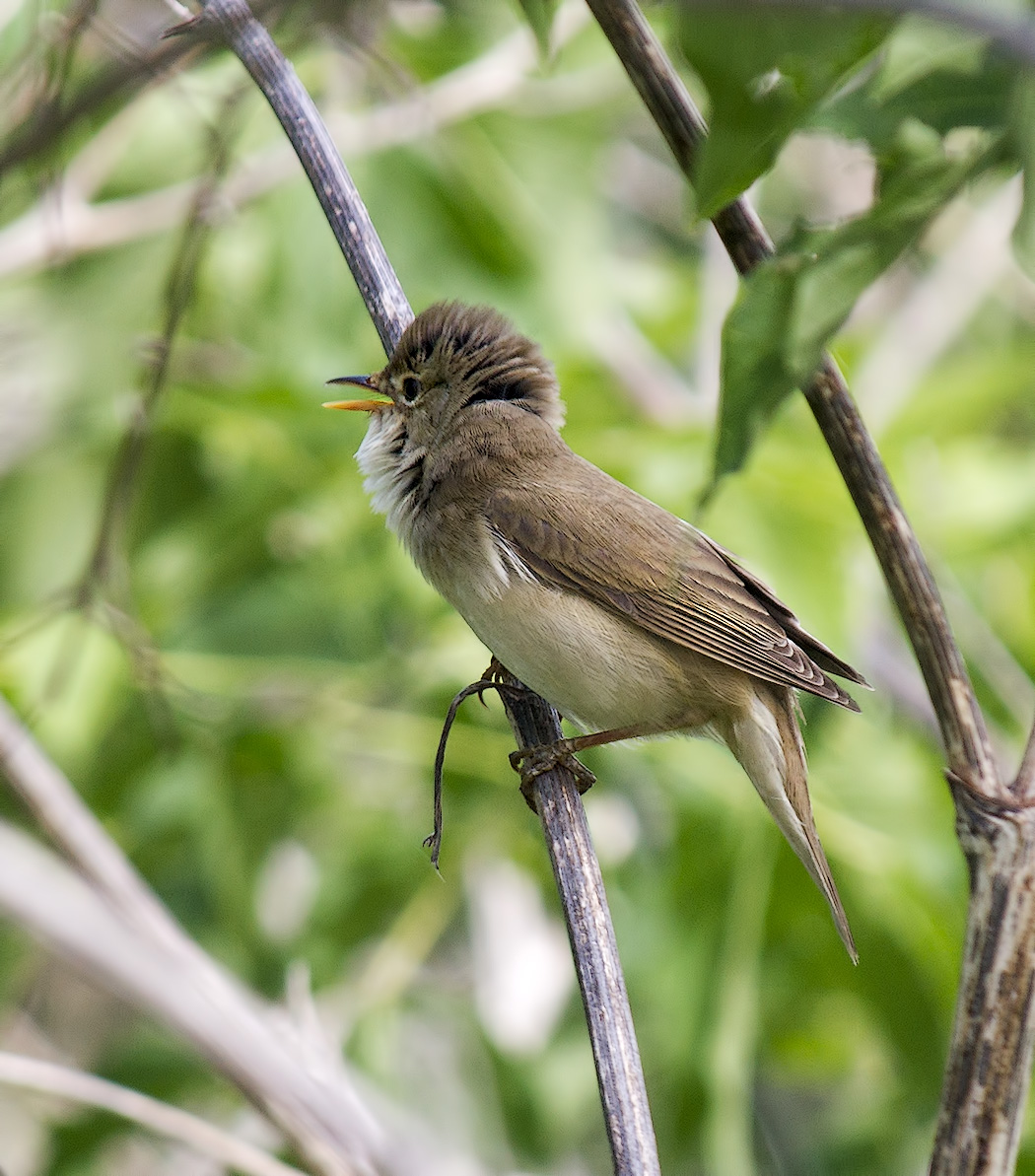 Садовая камышовка (Acrocephalus dumetorum)