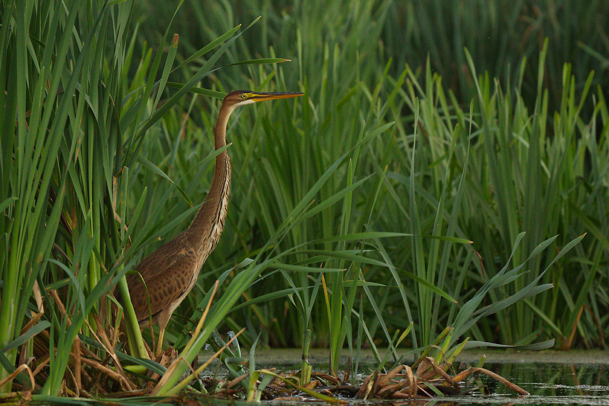 Рыжая цапля (Ardea purpurea). Фото Н. Каранова 