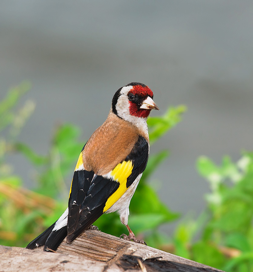 Обыкновенный щегол (Carduelis carduelis)
