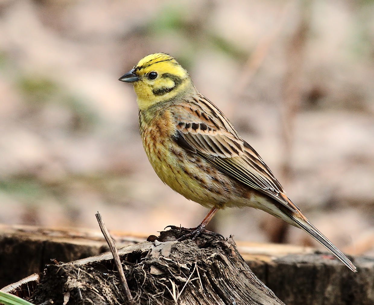 Обыкновенная овсянка (Emberiza citrinella)