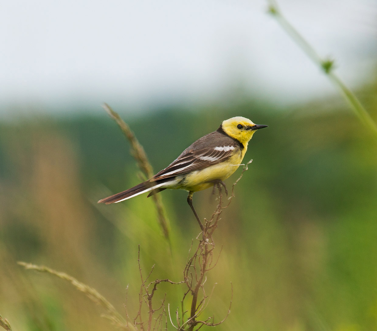 Желтоголовая трясогузка (Motacilla citreola)