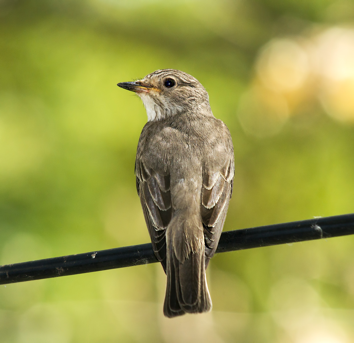 Серая мухоловка (Muscicapa striata)