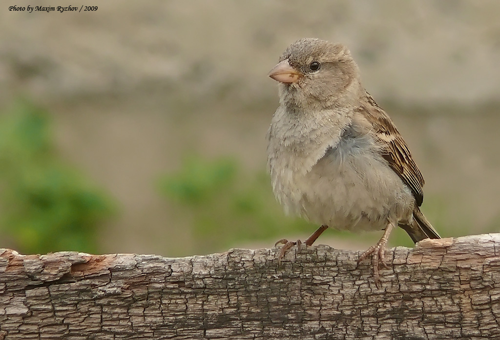 Самка домового воробья (Passer domesticus)