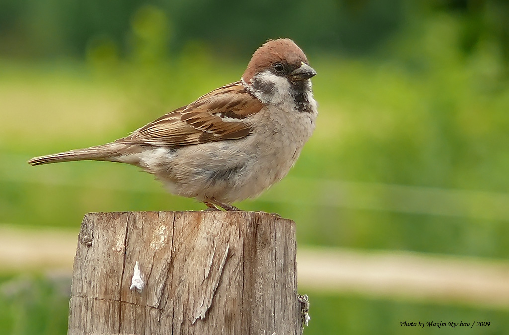Полевой воробей (Passer montanus)