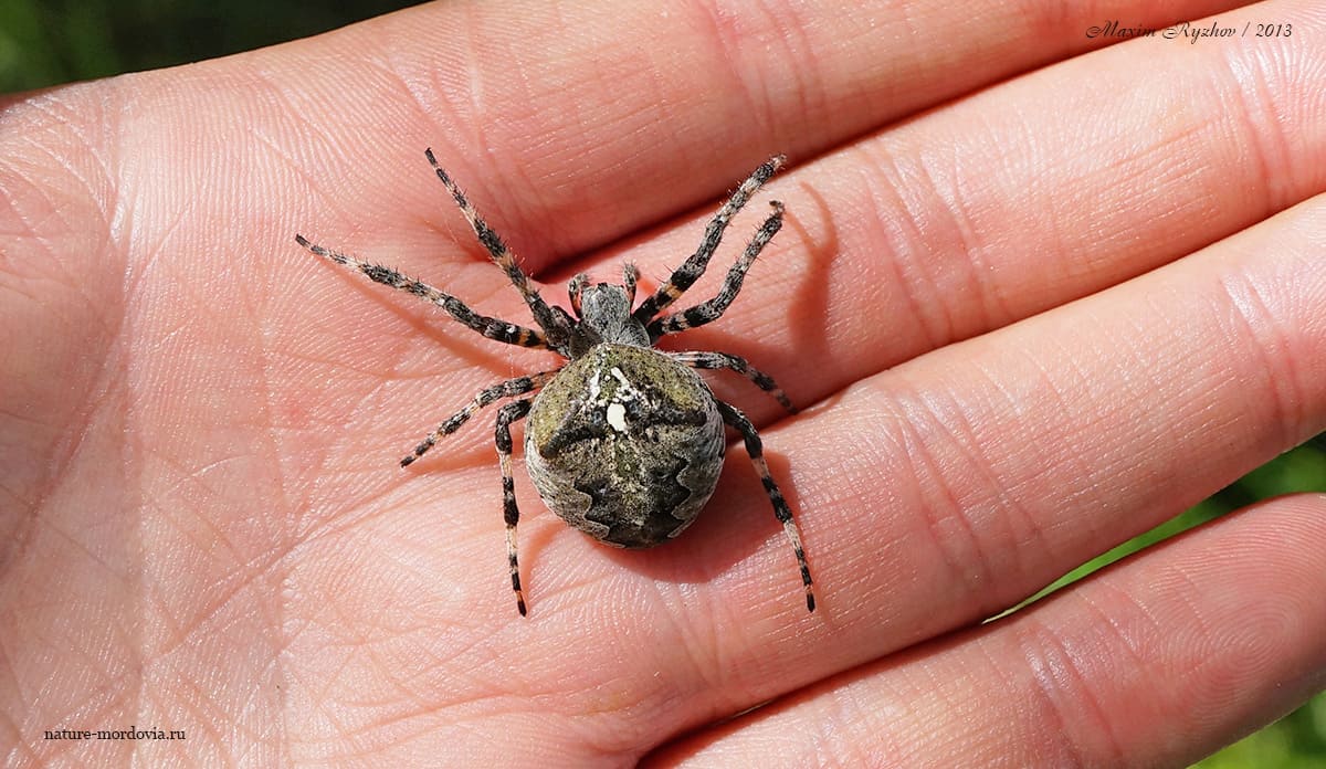 Крестовик угловатый (Araneus angulatus)