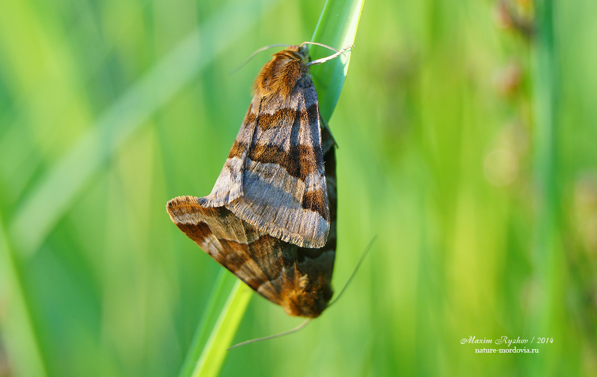 Совка клеверная бурая (Euclidia glyphica)