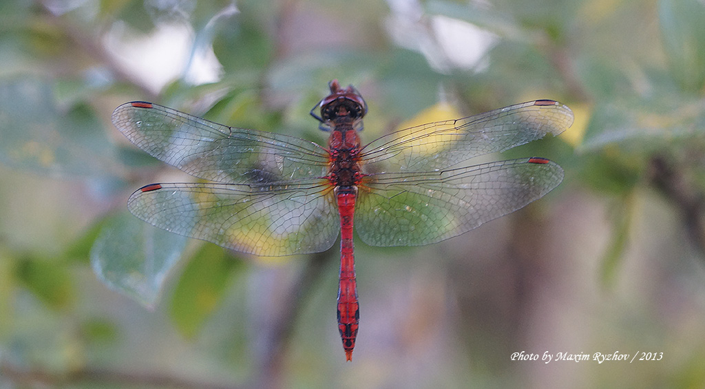 Стрекоза кроваво-красная (Sympetrum sanguineum)