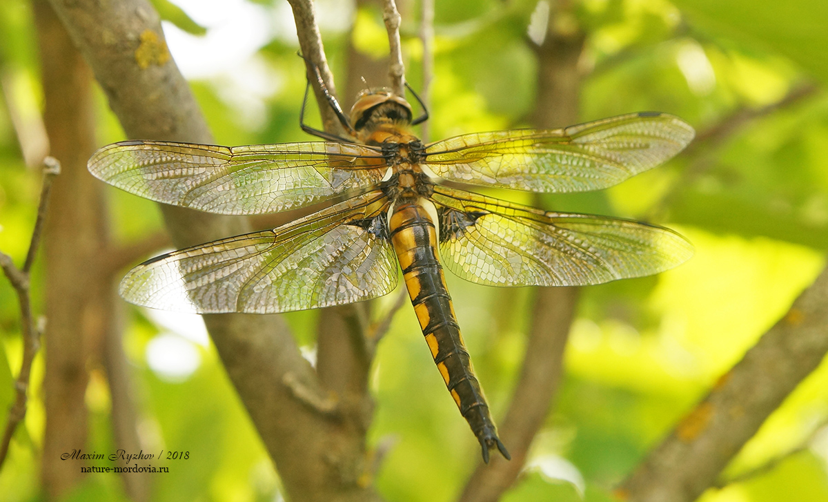 Стрекоза двупятнистая (Epitheca bimaculata)