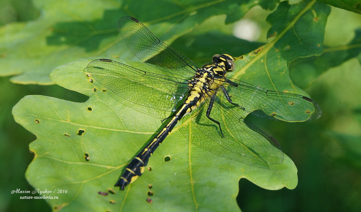 Дедка обыкновенный (Gomphus vulgatissimus)