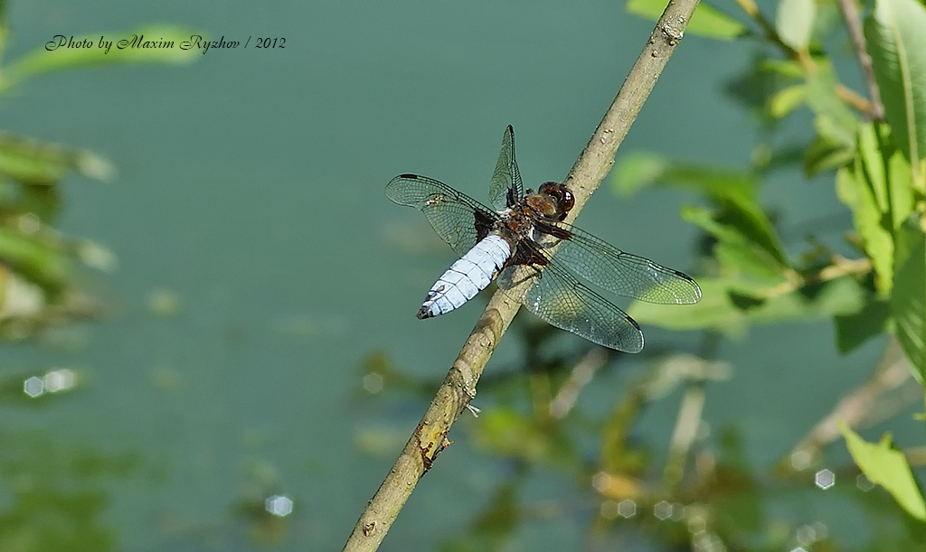 Самец стрекозы плоской (Libellula depressa)