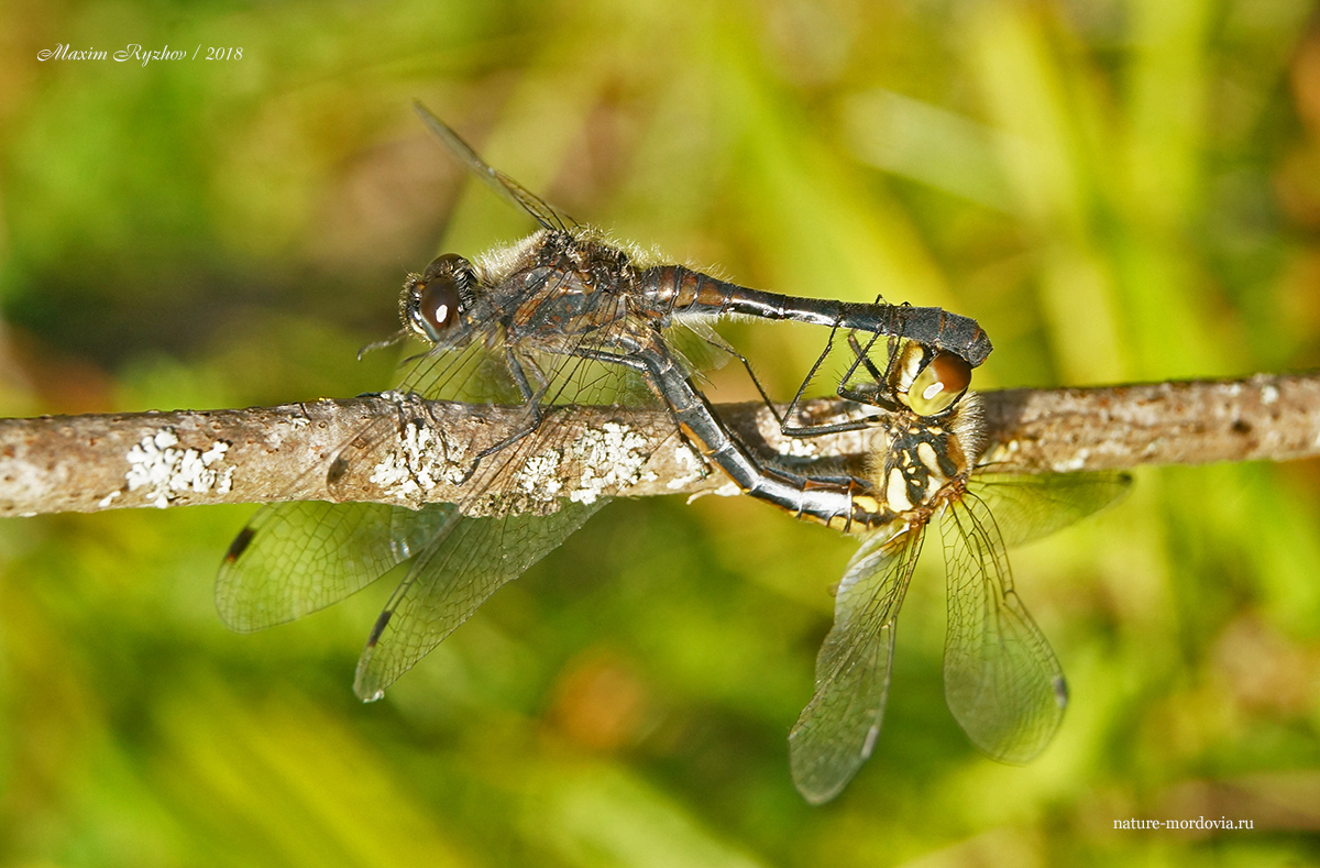Стрекоза черная (Sympetrum danae)