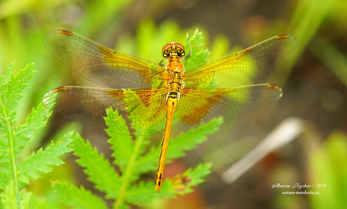 Стрекоза желтая (Sympetrum flaveolum)