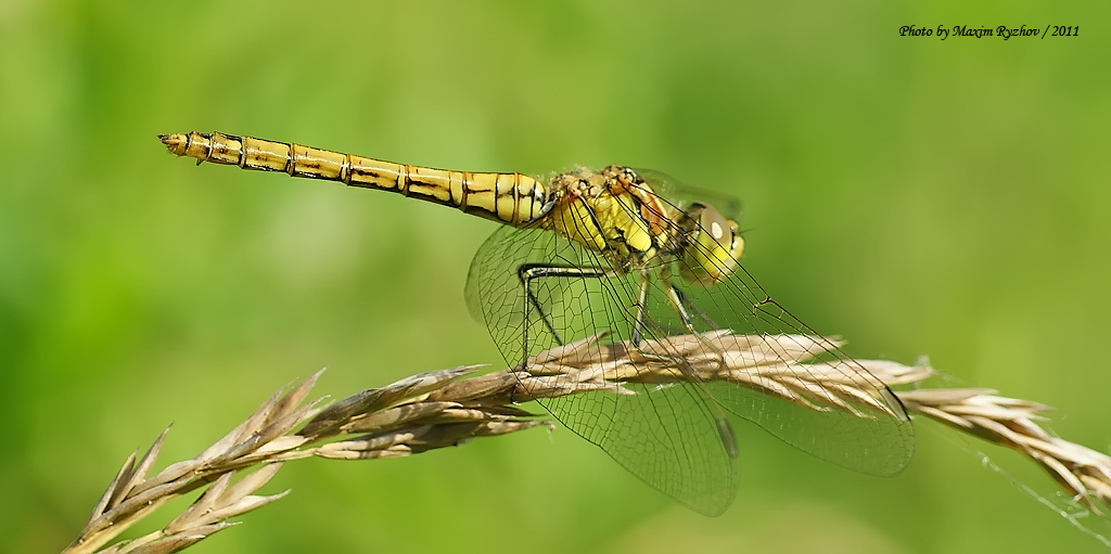 Стрекоза обыкновенная (Sympetrum vulgatum)