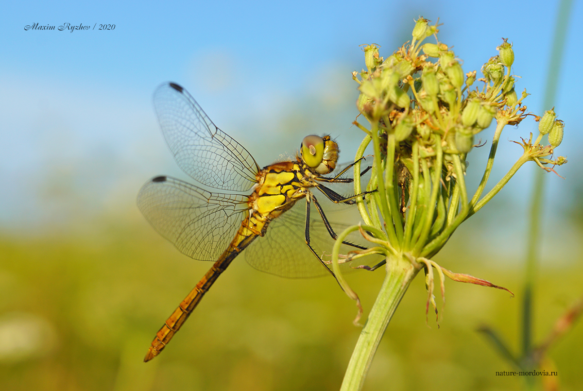 Стрекоза обыкновенная (Sympetrum vulgatum) 