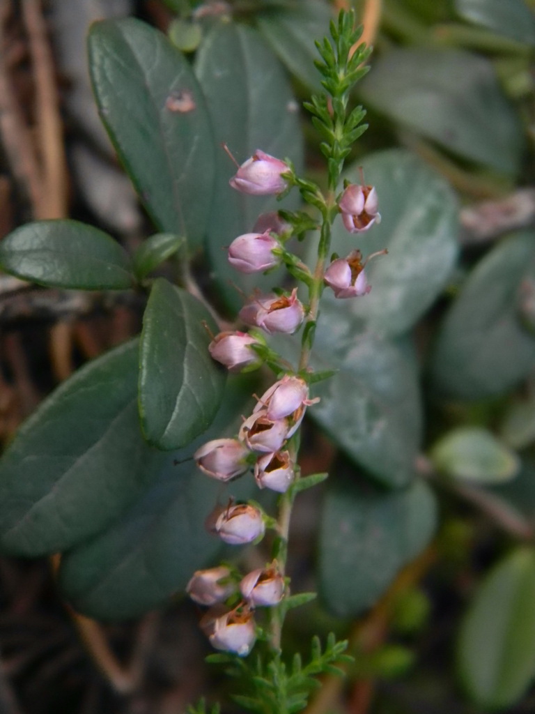 Вереск обыкновенный Calluna vulgaris