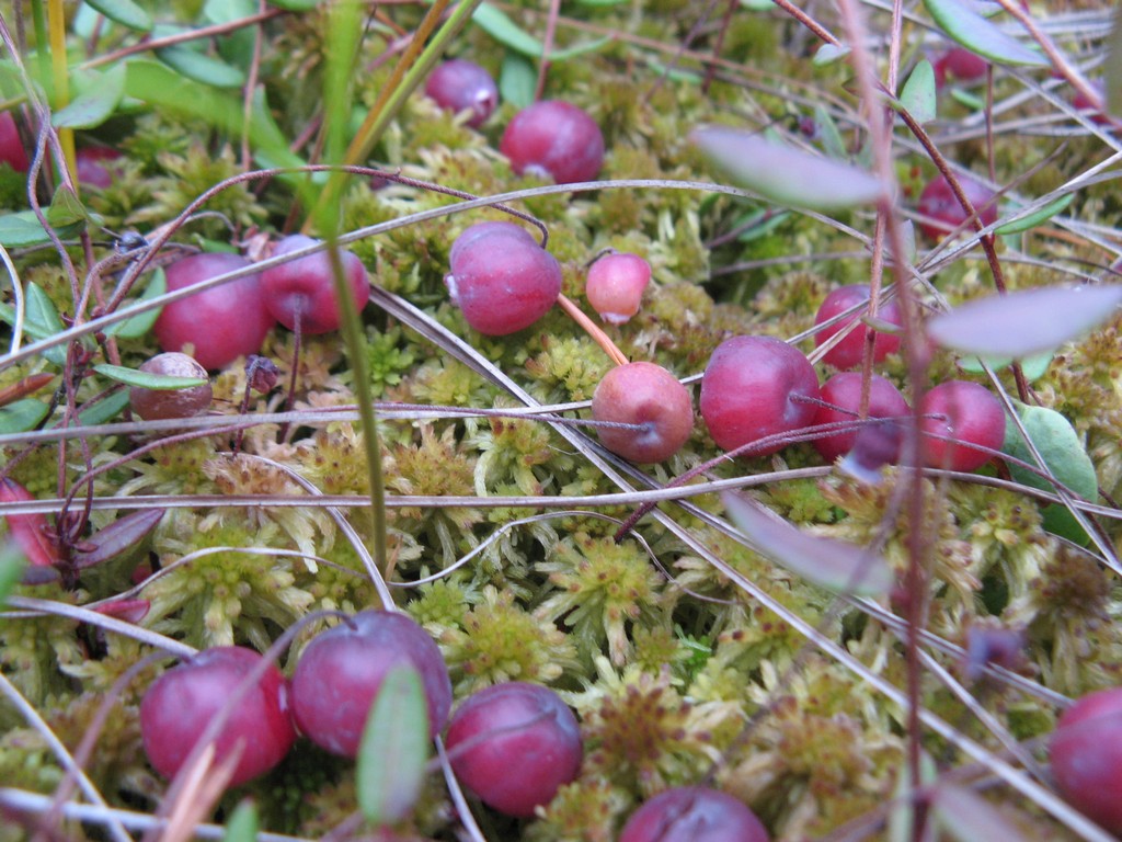 Клюква болотная Oxycoccus palustris