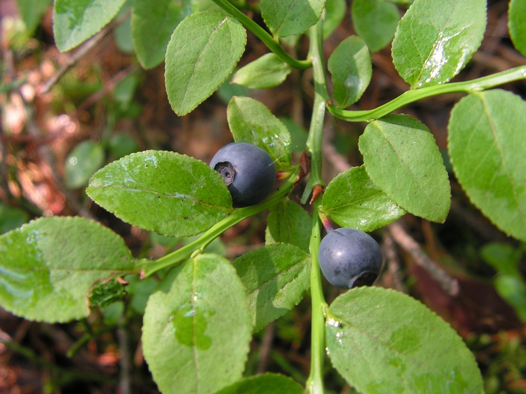 Черника Vaccinium myrtillus