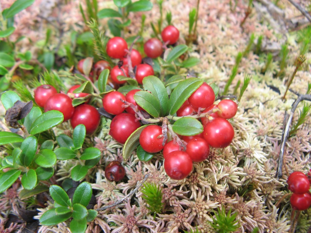 Брусника Vaccinium vitis-idaea