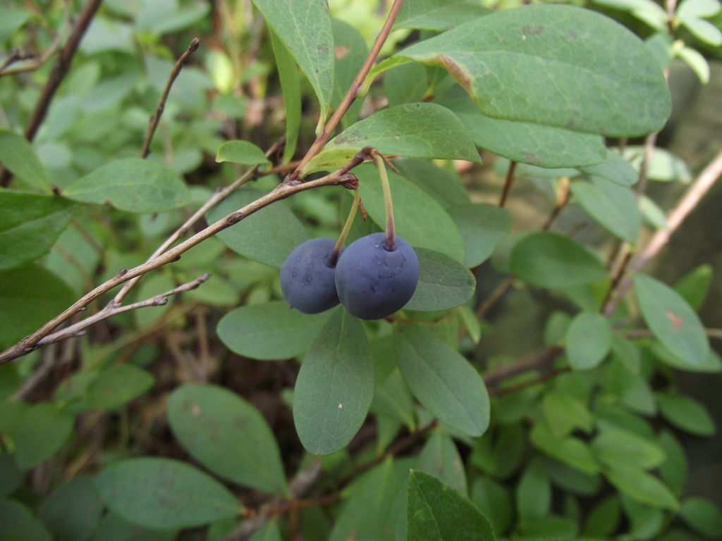 Голубика Vaccinium uliginosum