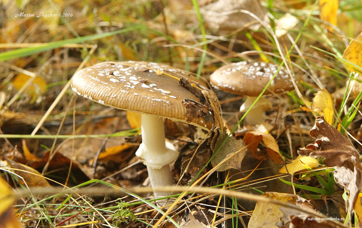 Мухомор пантерный (Amanita pantherina)