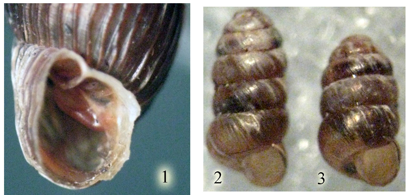 Macrogastrala testriata borealis & Columella columella
