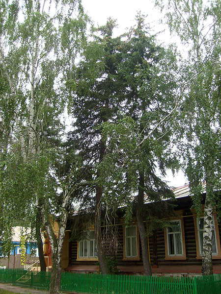 Ботанический памятник природы регионального значения "Три голубые ели"