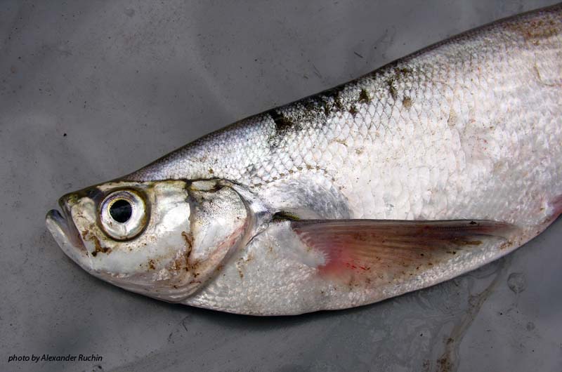 Чехонь Pelecus cultratus (Linnaeus, 1758)